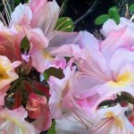azaleas: color, energy, celebration, abundance